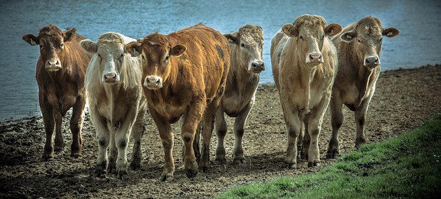 Cows in a modern farm