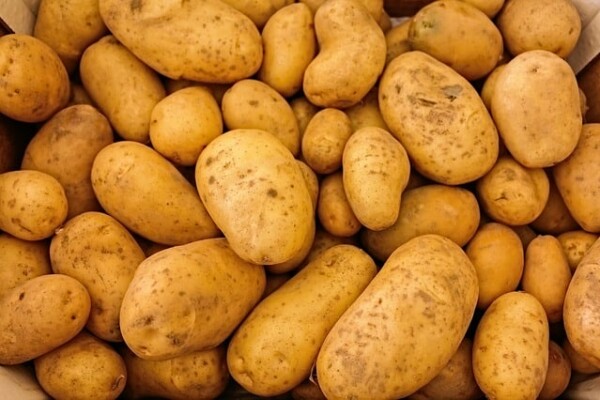 Syngenta’s new seed treatment targets potato crops – CruiserMaxx Vibrance Potato