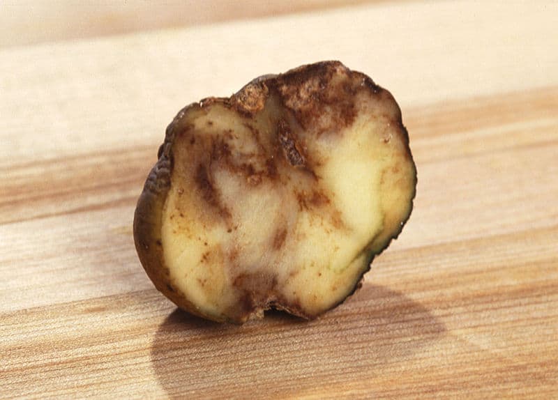 blight in potatoes