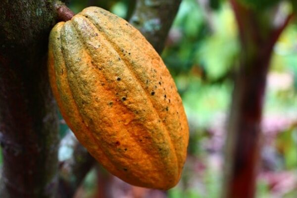 Oversupply of cocoa may affect the price of chocolate