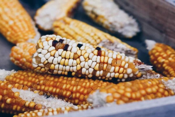 common corn ear rots