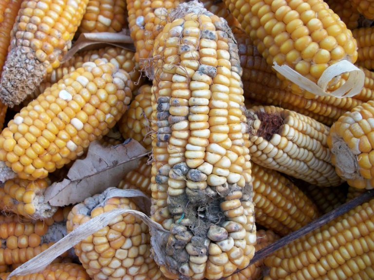 Cattle Ear Rot Dangerous corn ear rots: Aspergillus (effects & disease control)