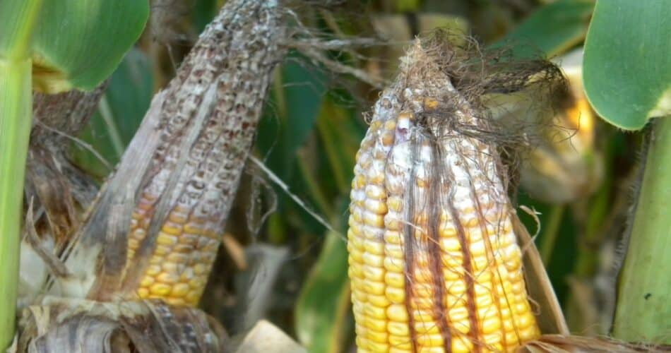 fusarium corn earn rot