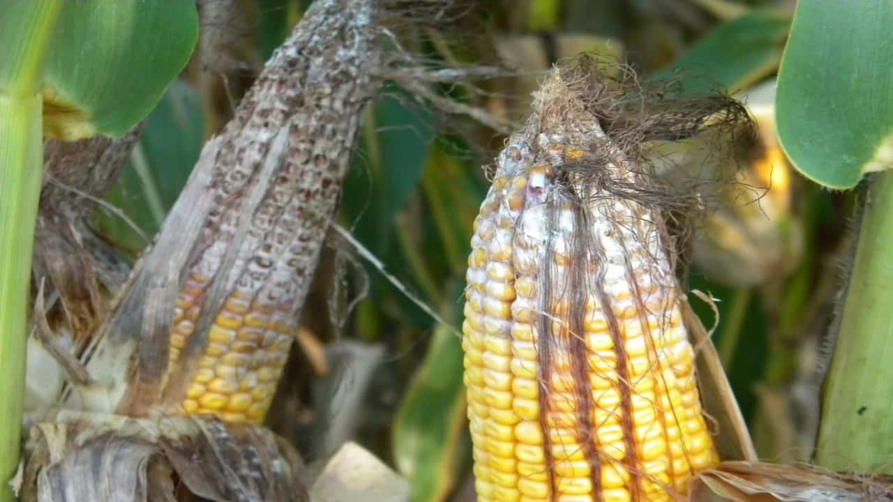 fusarium corn earn rot