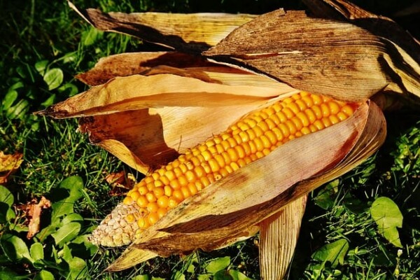 Dangerous corn ear rots: Aspergillus