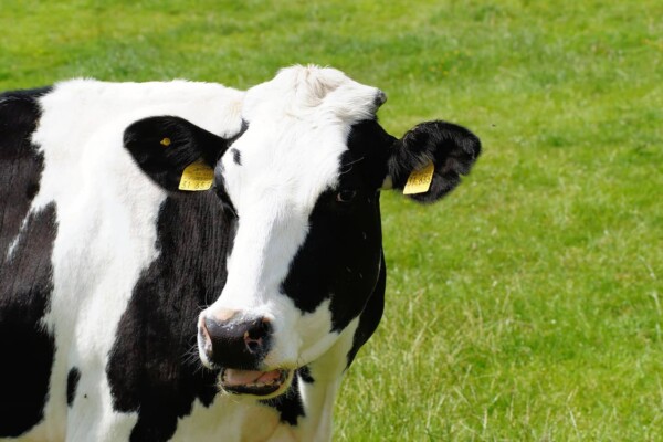 No more Dutch cows in Turkey