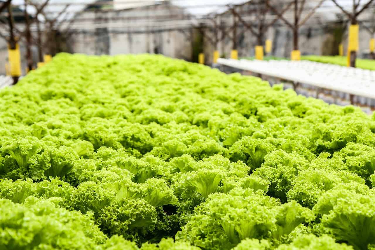 hydroponic warehouse - lettuce culture