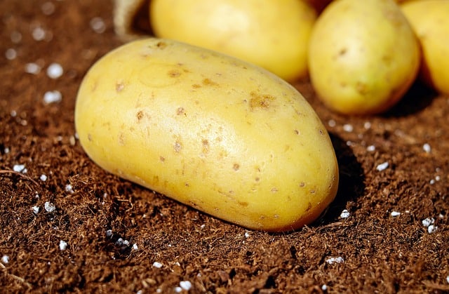 New GMO potatoes