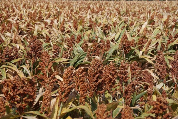 European program to promote sorghum launches in the summer of 2017
