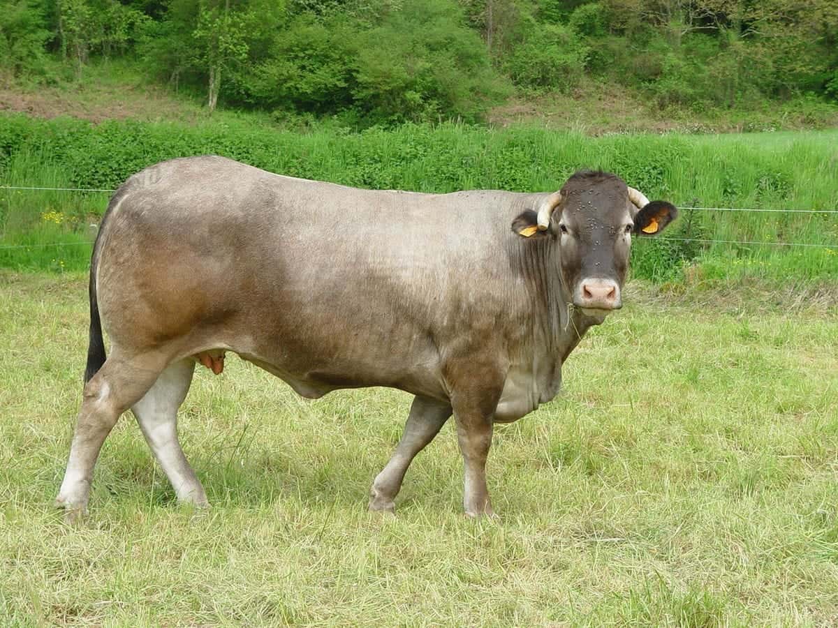 Bazadaise cow