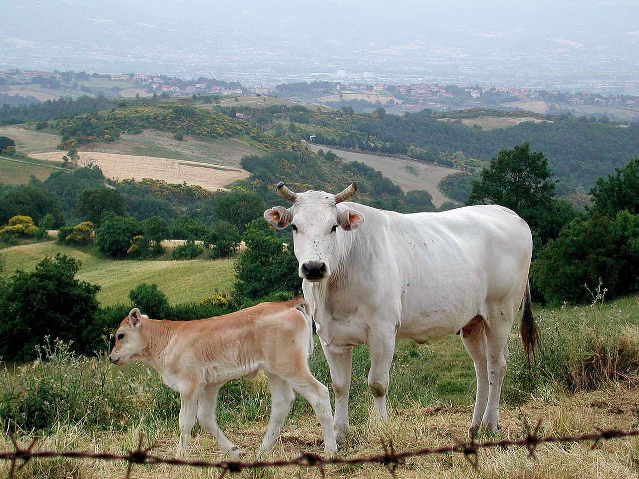 Chianina cow