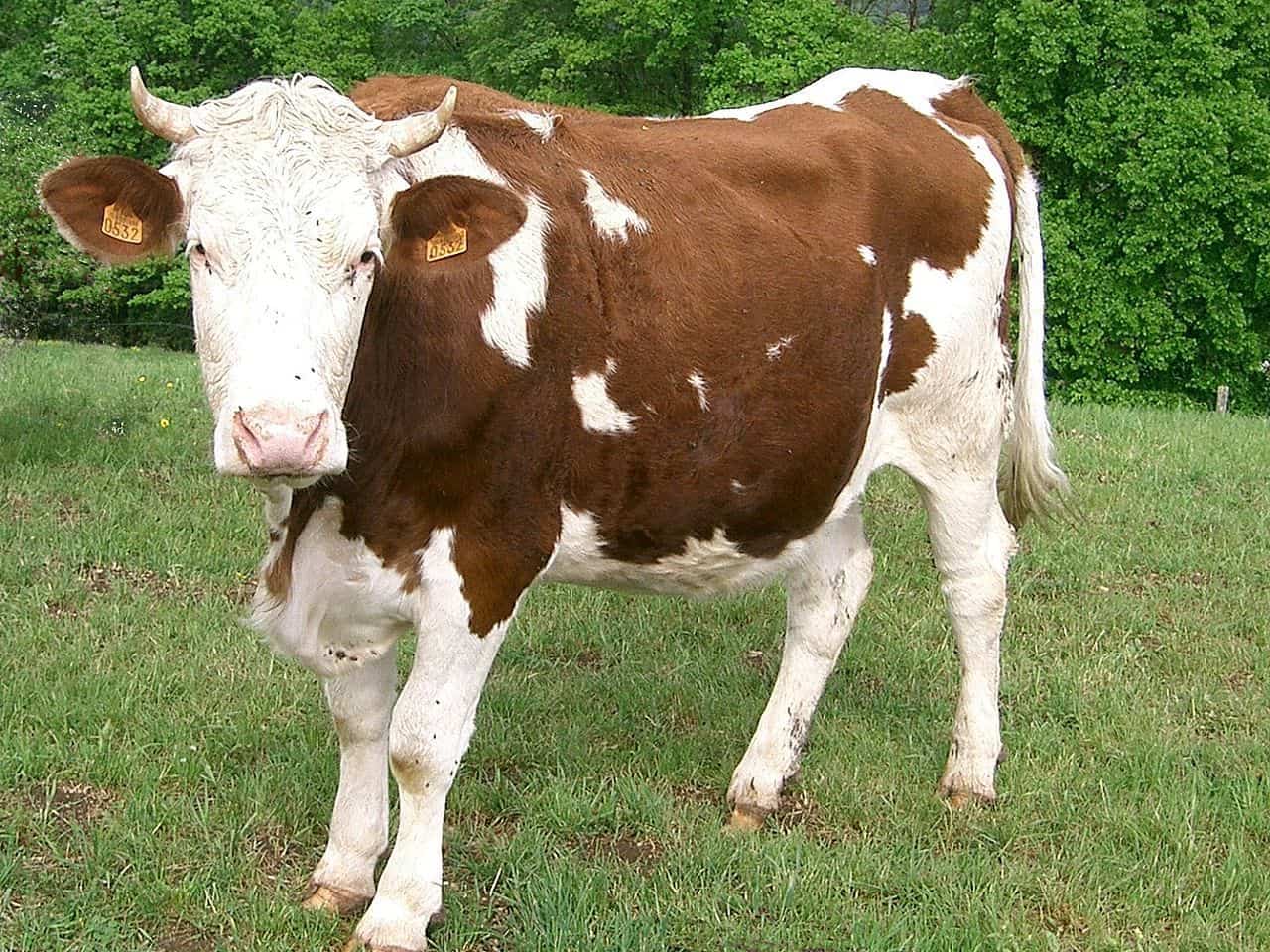 Montbeliard cow