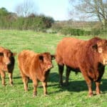 South Devon cow
