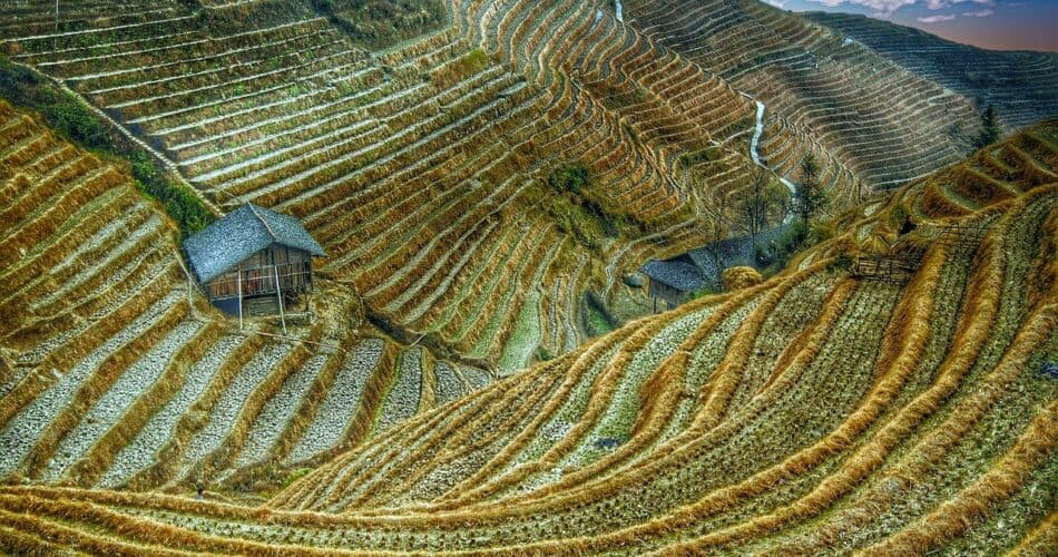 rice fields in China