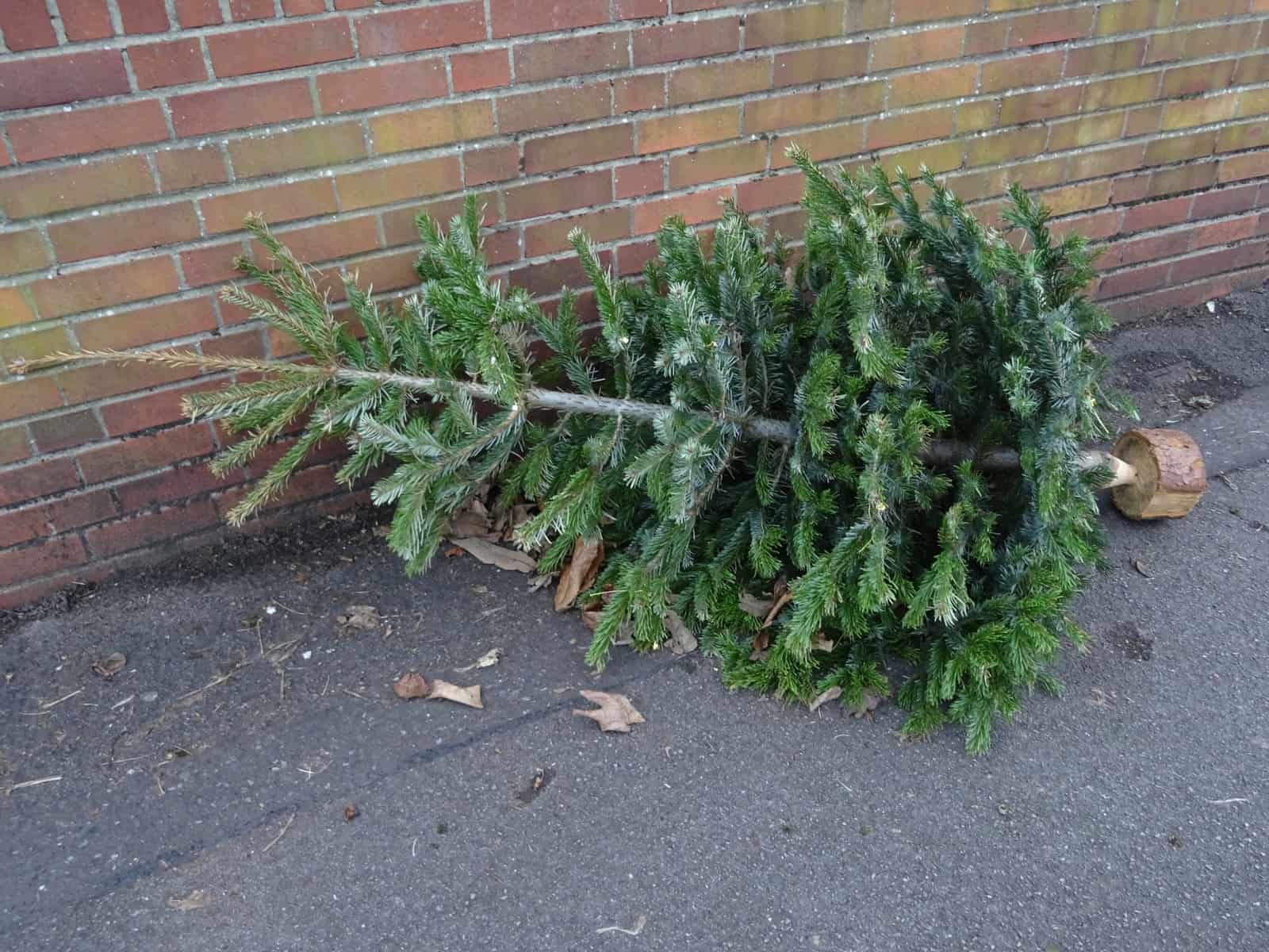 Christmas tree recycling