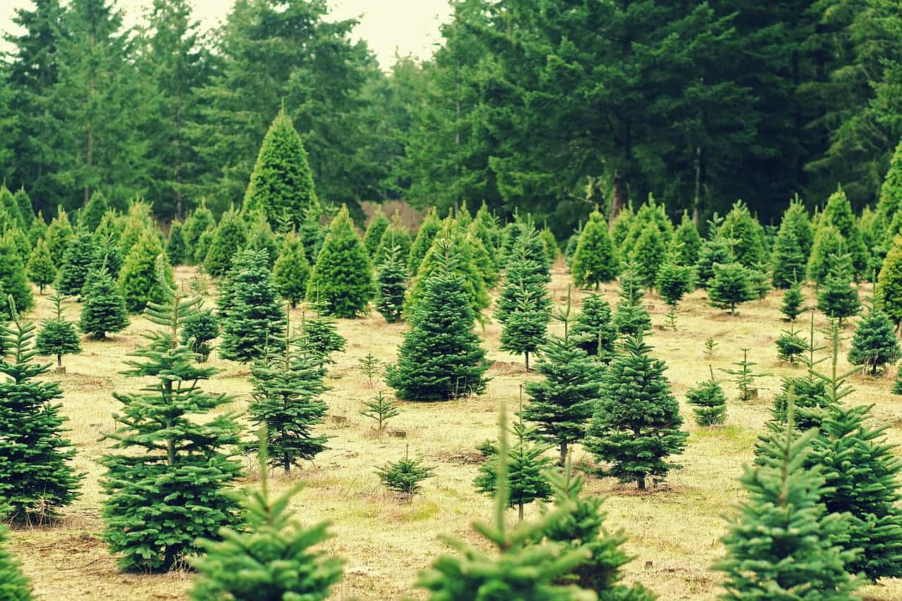 impact of Christmas trees