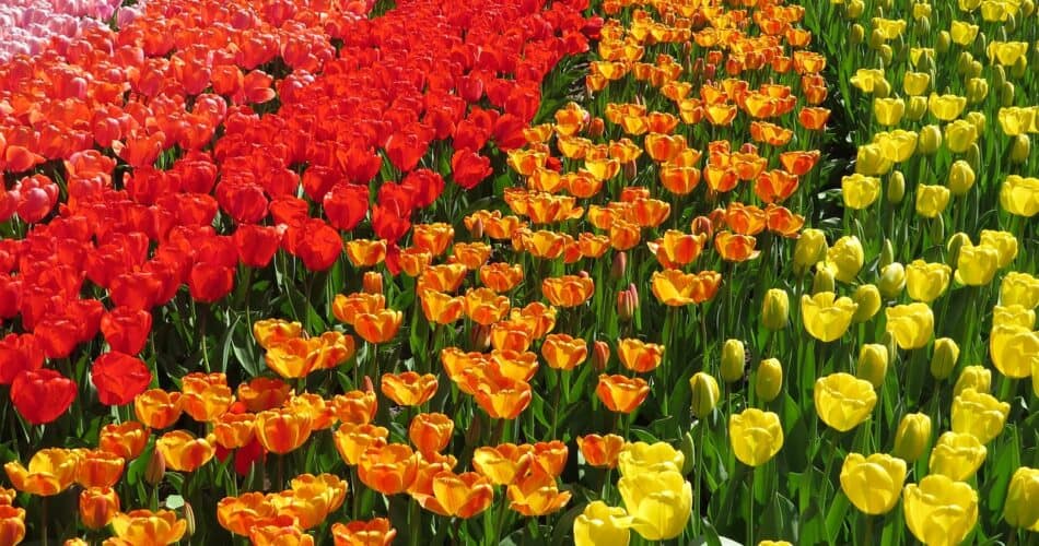 top 11 tulips fields in the Netherlands