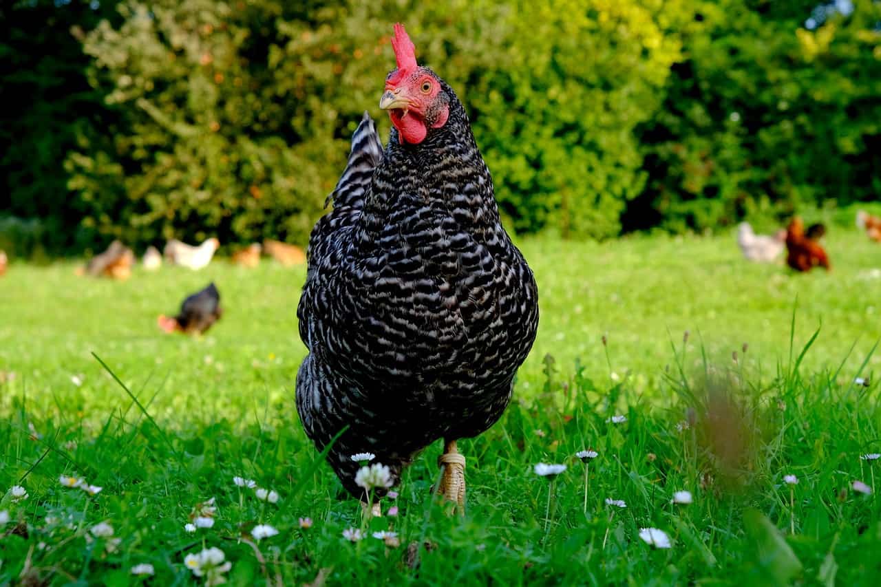 Plymouth Rock chicken breed