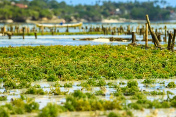 The economic benefits of algae farms