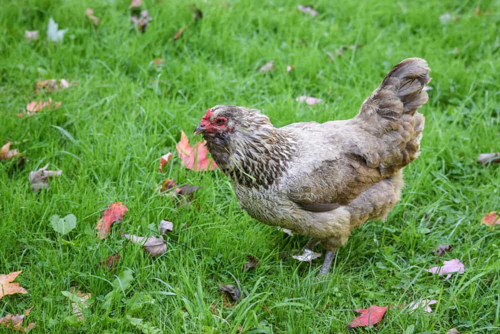 ameraucana chicken breed