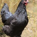 Australorp chicken