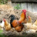 best-egg-laying-chicken-breeds