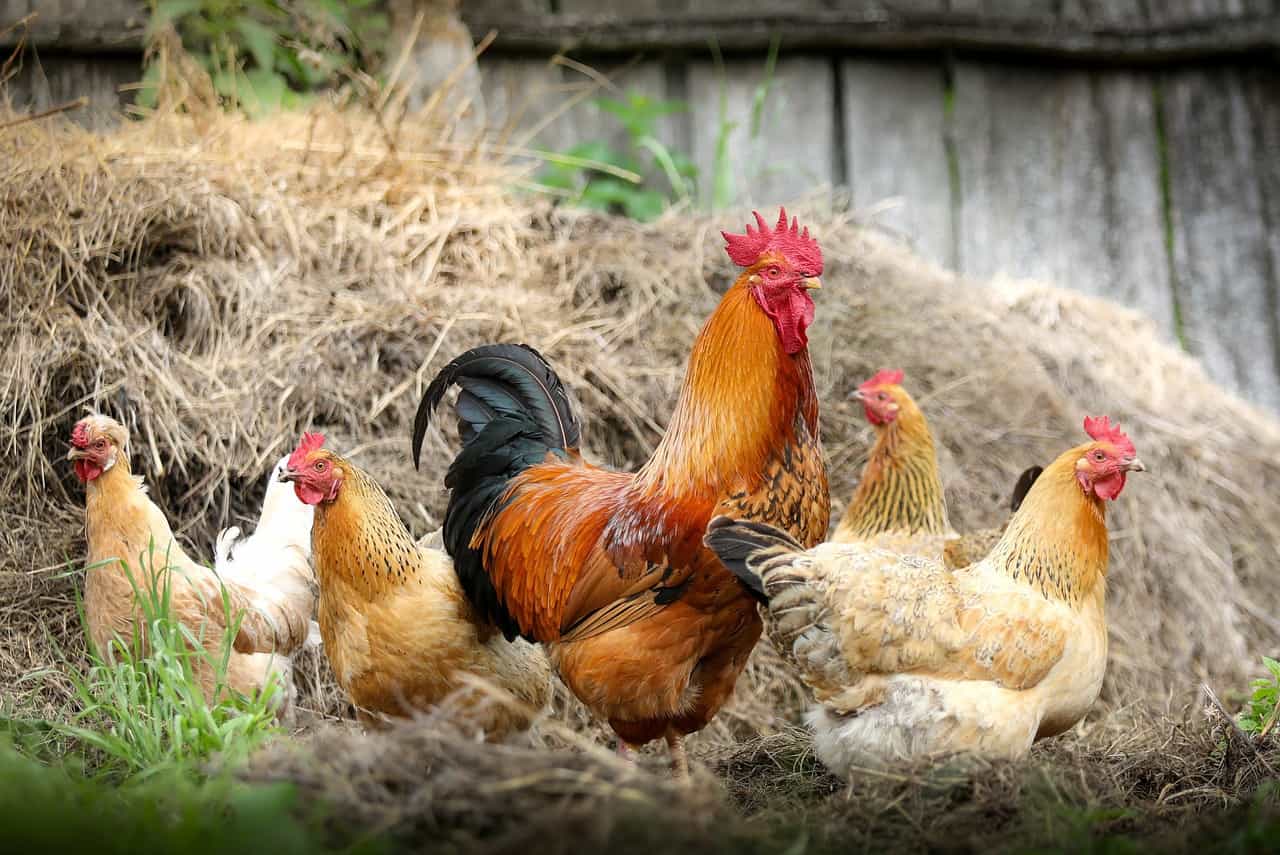 The 13 Best Egg Laying Chicken Breeds - Agronomag