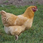 Buff Orpington chicken breed