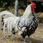 Hamburg chicken breed