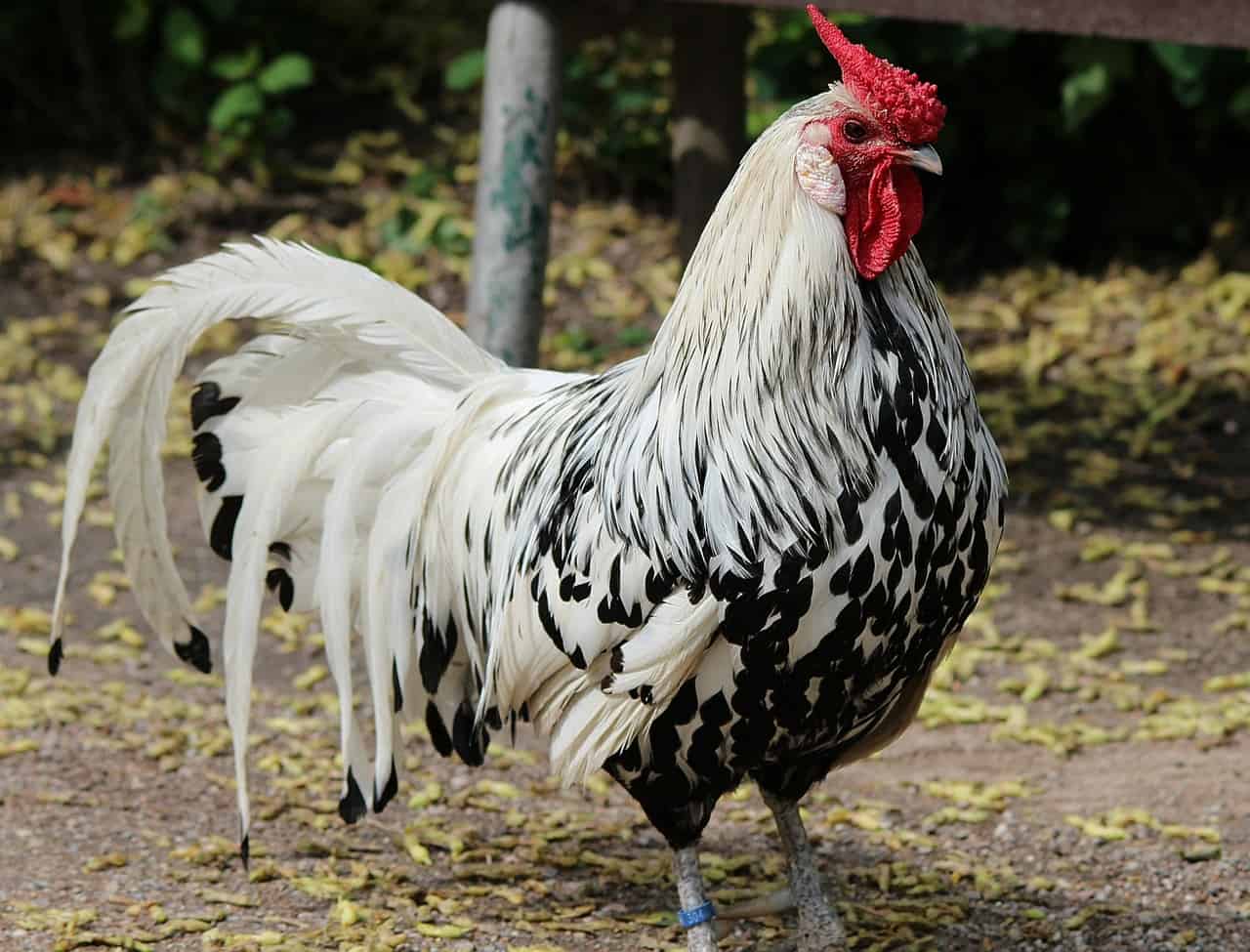 Hamburg chicken breed