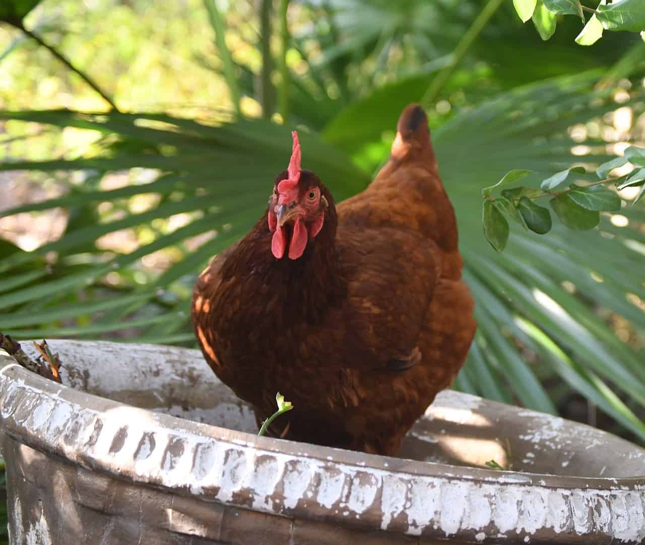 rhode-island-red-chicken-breed