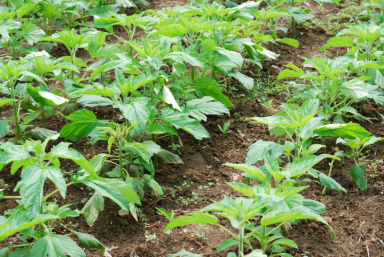 How to grow sesame - plantation, harvest and storage