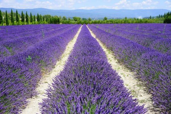 Famous agricultural areas in the world – Provence, France