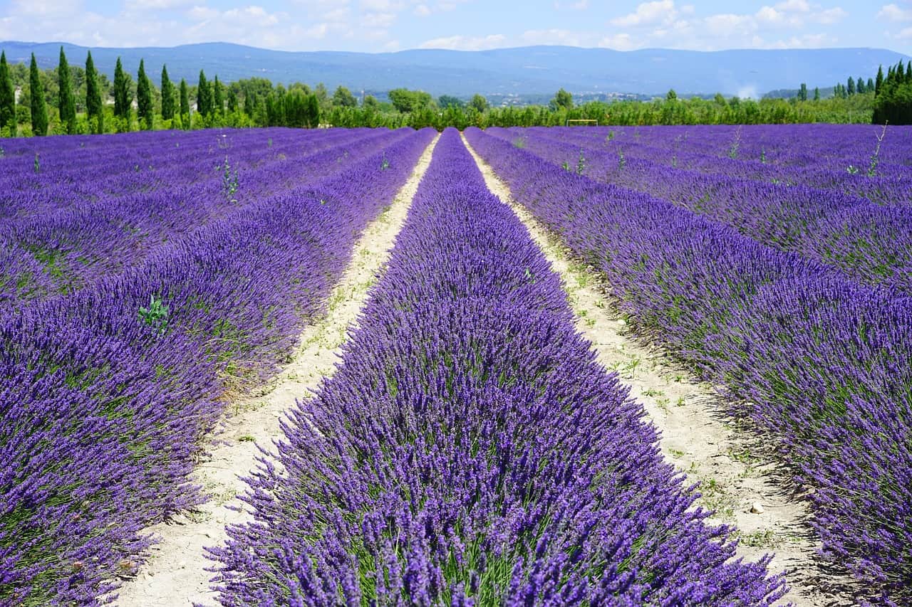 lavender field Provence