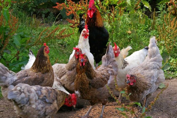 organic chicken feed guide