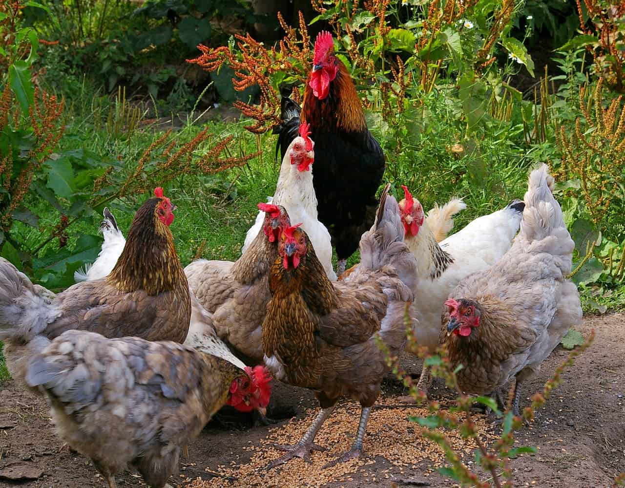 organic chicken feed guide