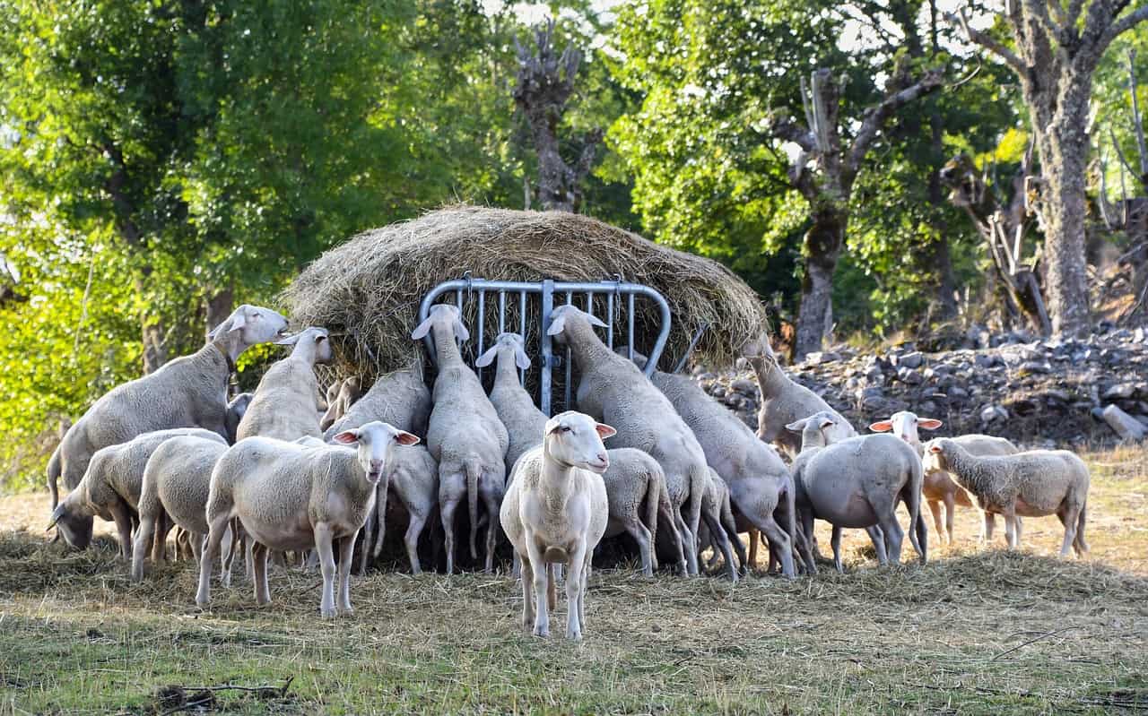 sheep eating hay
