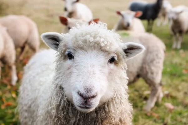 Sheep - nutrition guide & nutritional requirements