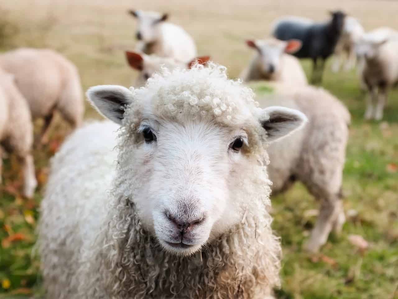 nutritional-requirements-of-sheep-optimal-nutrition-for-sheep