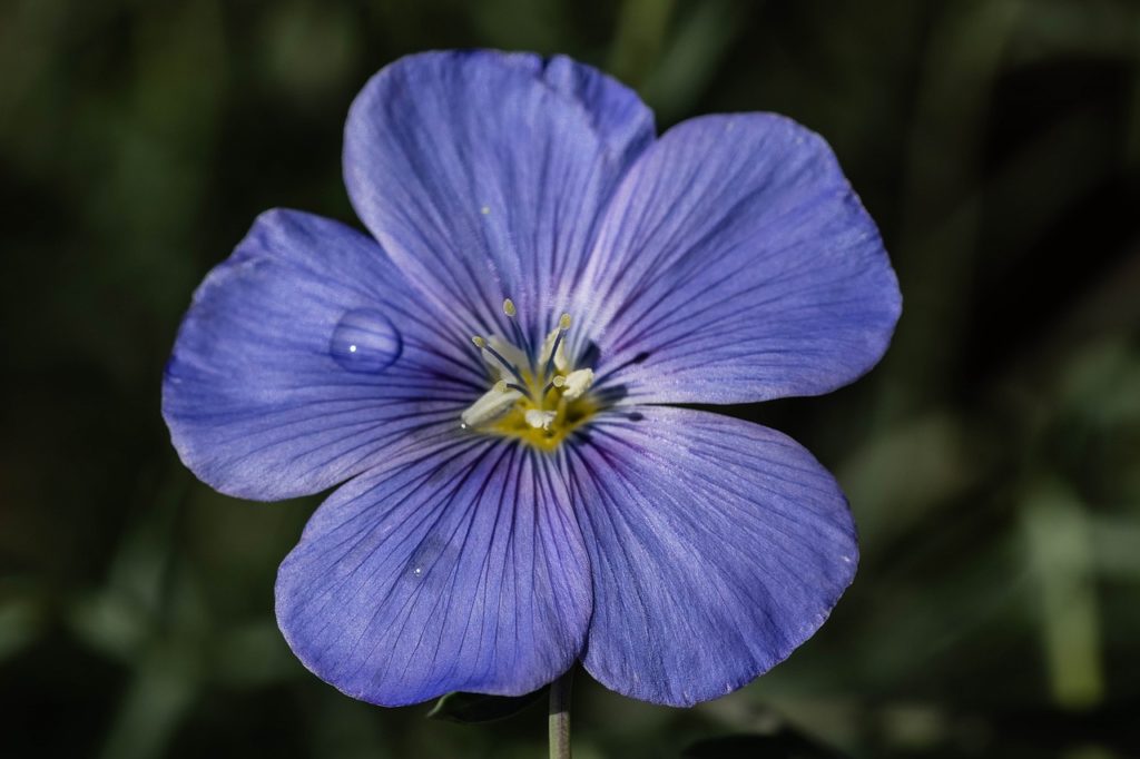 blue flower flax
