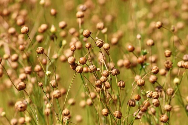tips to grow flax