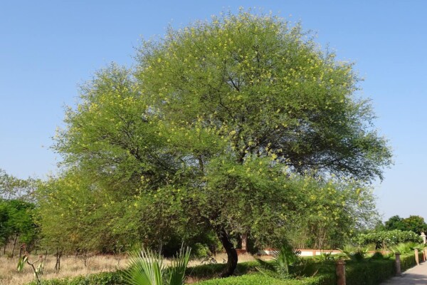 gum arabic tree