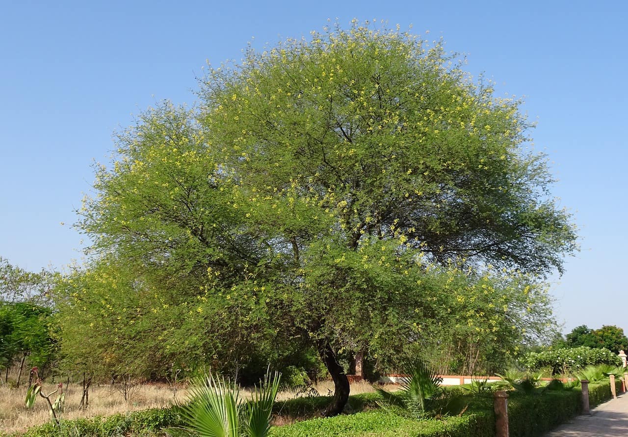 gum arabic tree