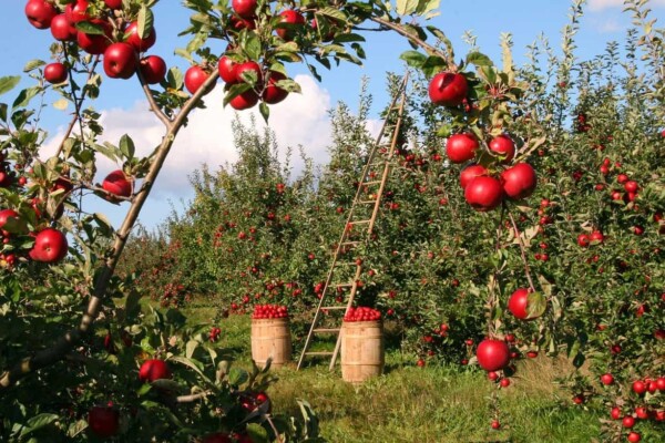 how to prune apple trees