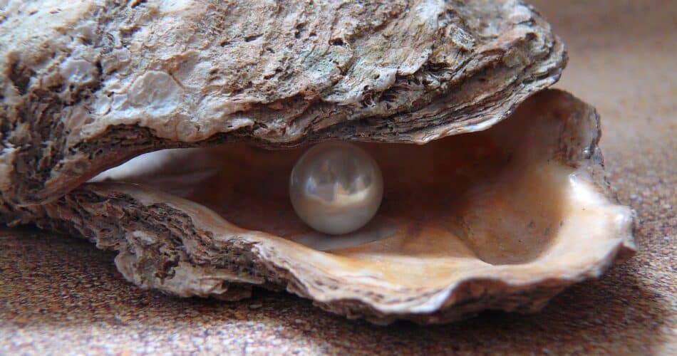 pearl farming and marine life