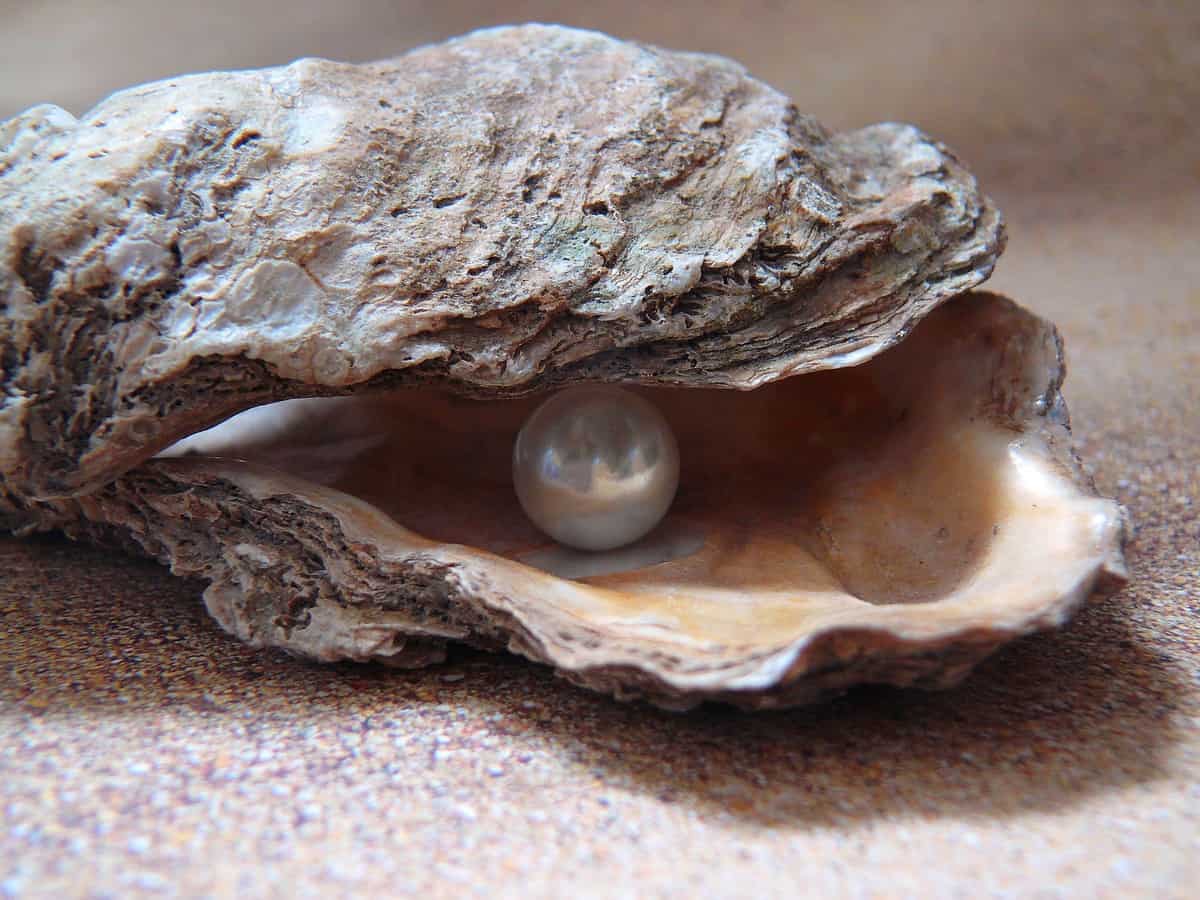 pearl farming and marine life