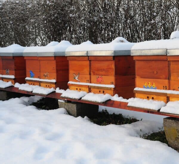 reduce bee losses during winter