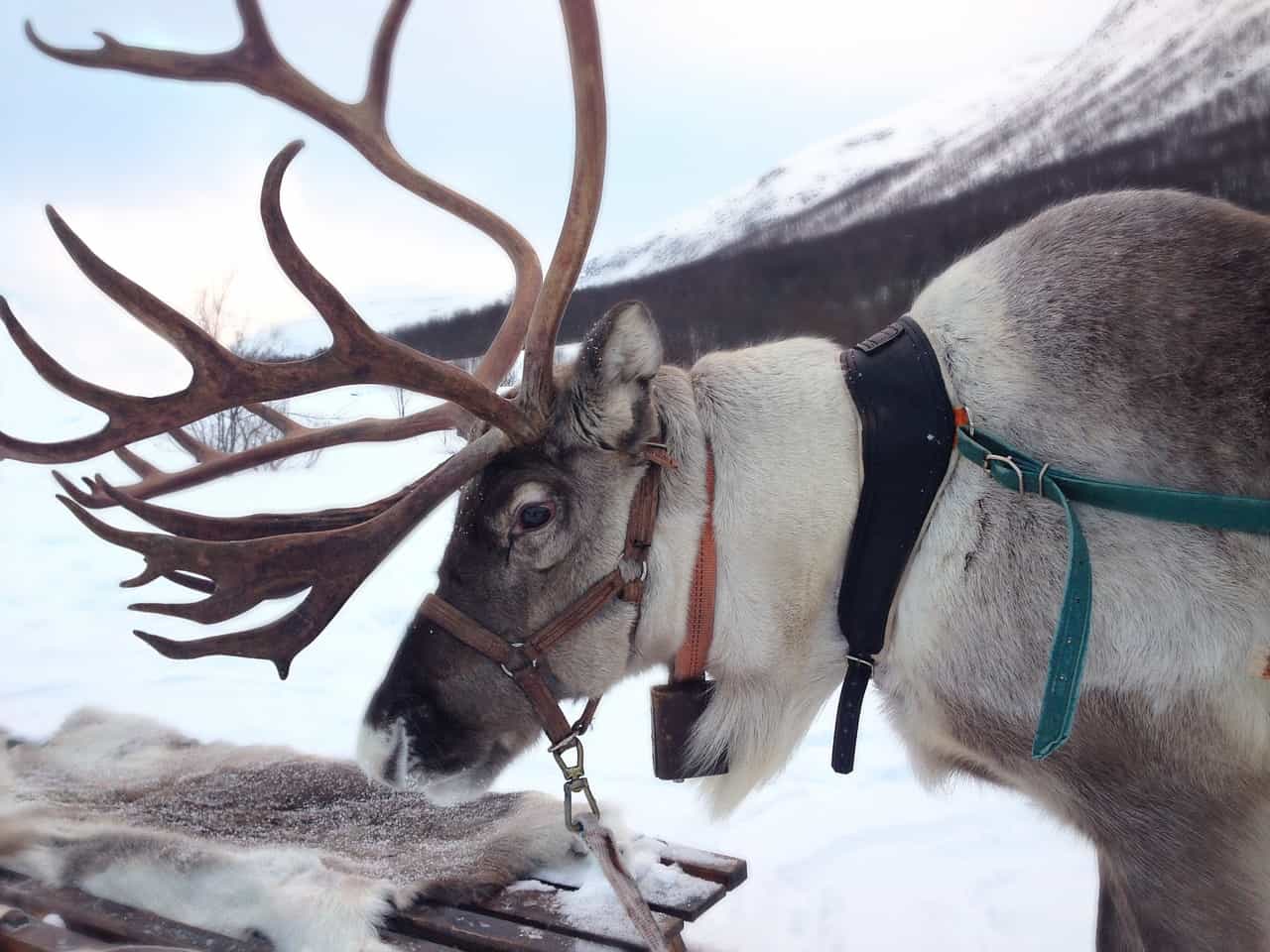 reindeer farming and culture