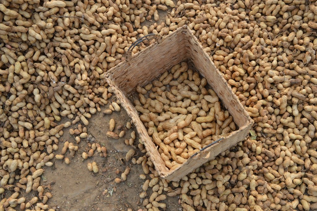 peanut harvesting