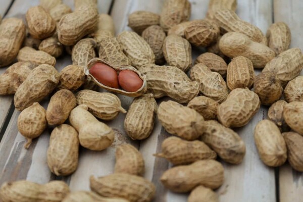 peanut farming